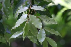 Meteoromyrtus wynaadensis